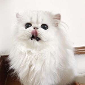 国产AV插入老师小穴
